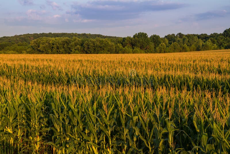 Field of Corn in Midwest stock image. Image of land 107296677
