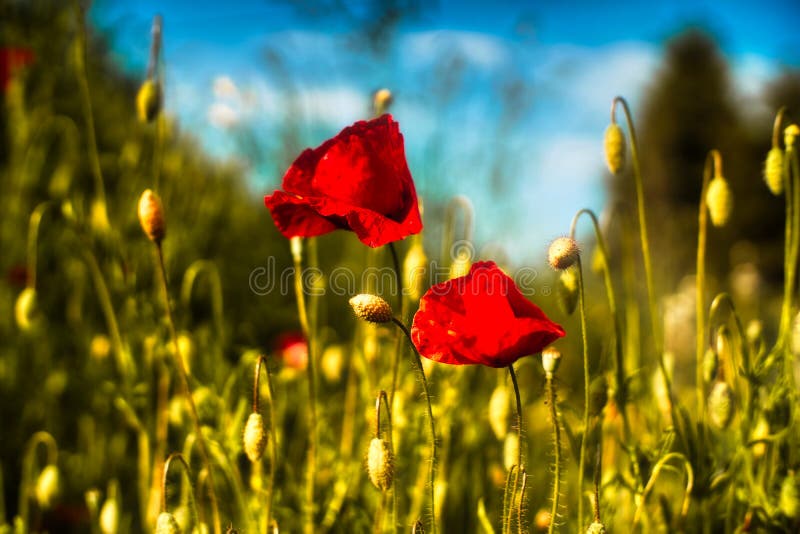 Red Poppy Flowers. Poppy Flowers and Blue Sky in the Near of Munich