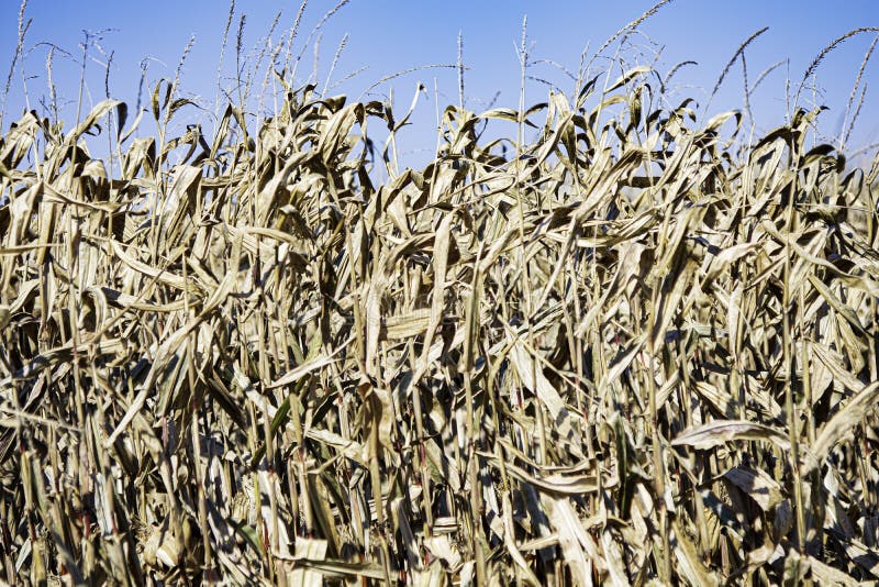 Field Corn Ready for Harvest Stock Image Image of outdoors