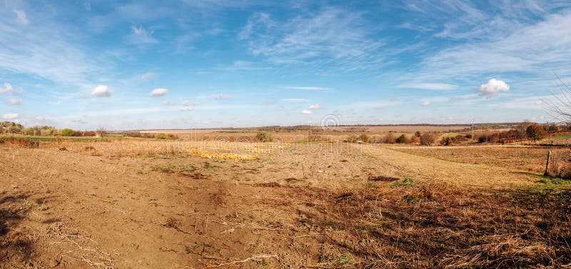 Field of corn is shown in a panoramic shot royalty free stock photography