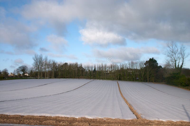 Field covered by polyethylen film