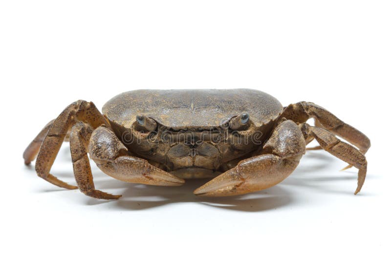 Field Crab Closeup Detail Animal Stock Image - Image of ocean, meat ...