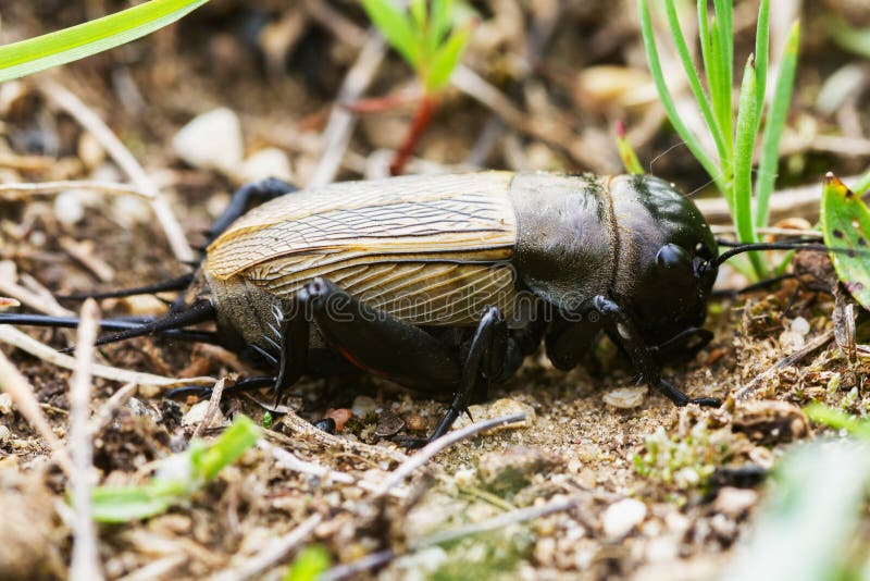 Field cricket