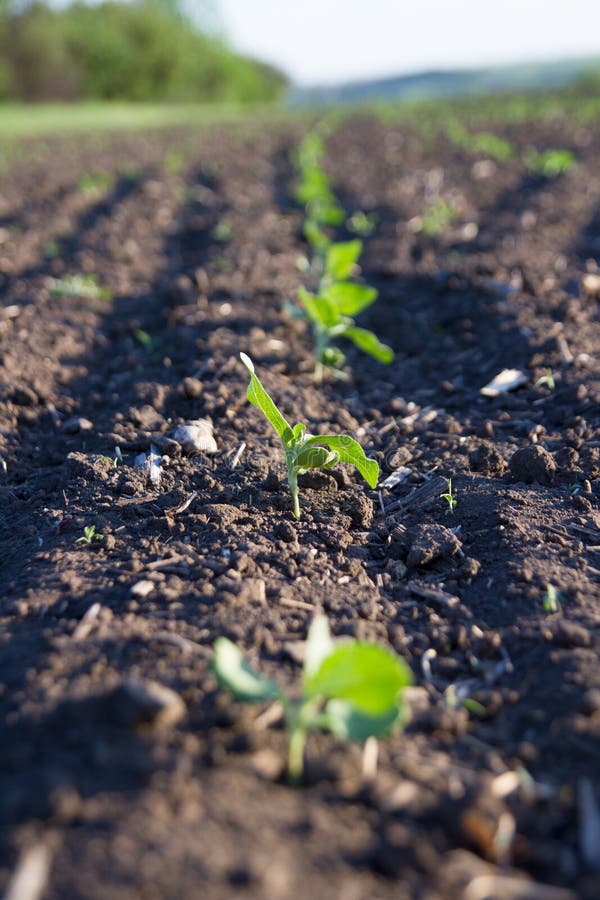 Field Crops Ripe Under Sun Stock Photos Free & RoyaltyFree