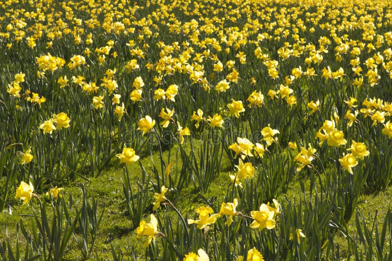 Spring daffodils stock image. Image of season, shape - 27910269