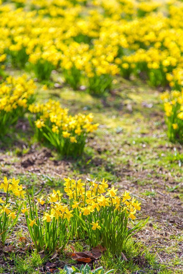 Field of daffodils stock image. Image of aroma, healthy - 114646267