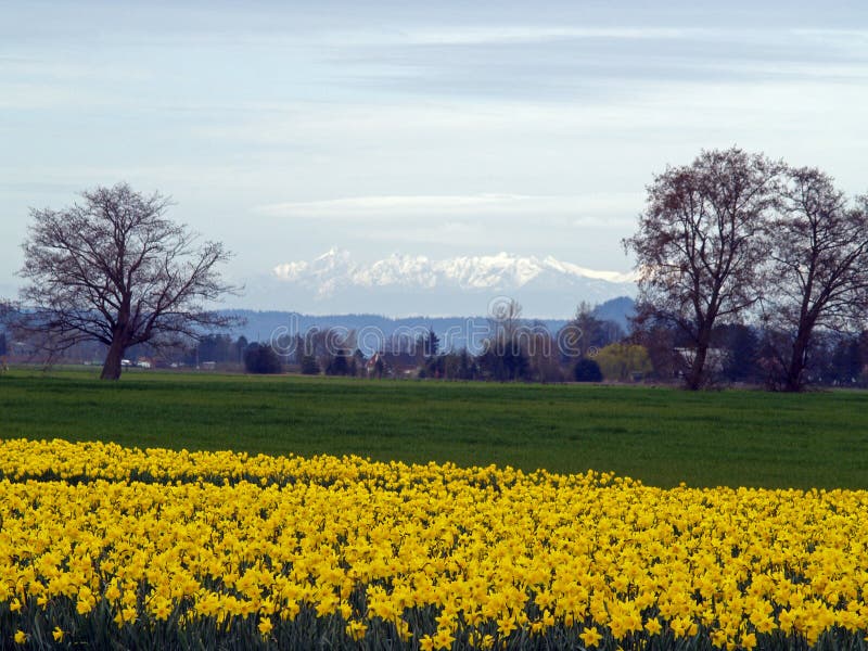 Field of Daffodils and Mountains