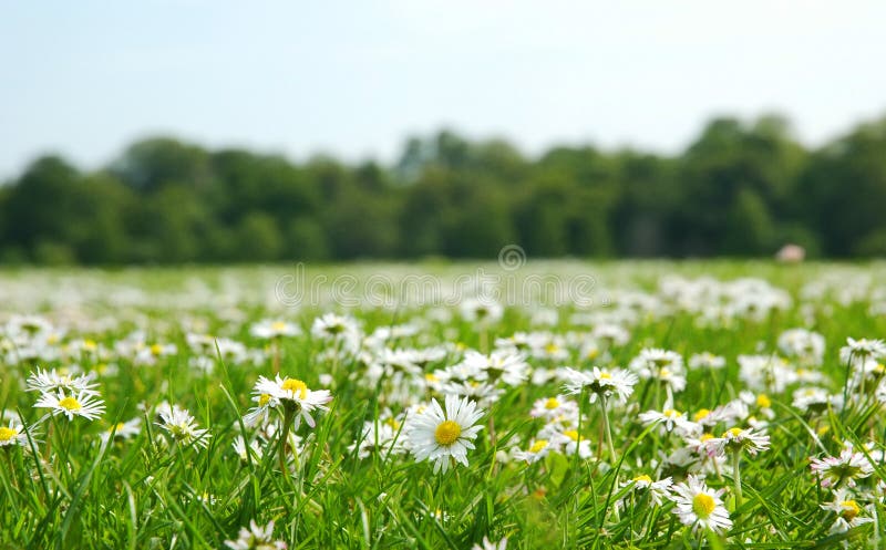 Field with daises