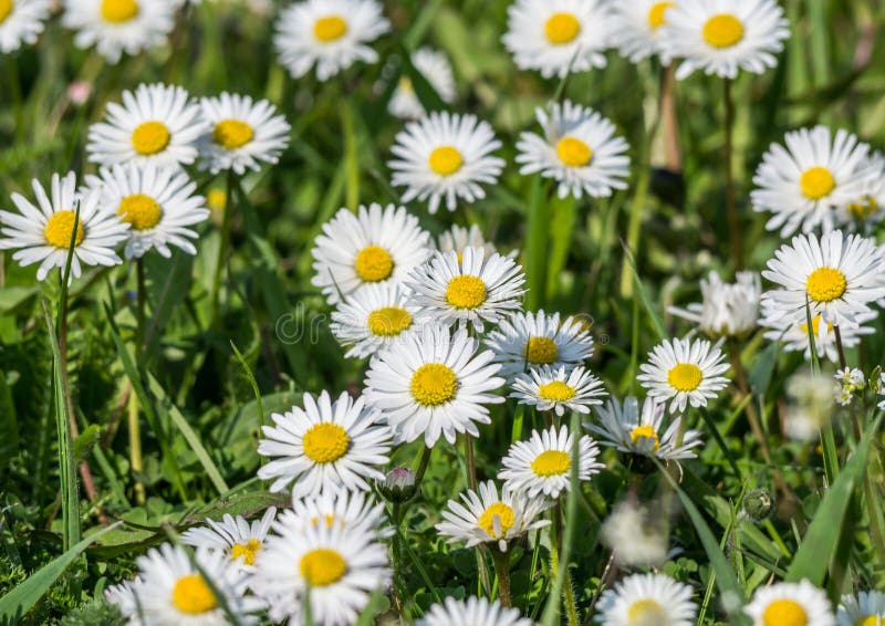 Daisies garden stock image. Image of flowerfield, blossom 20370385
