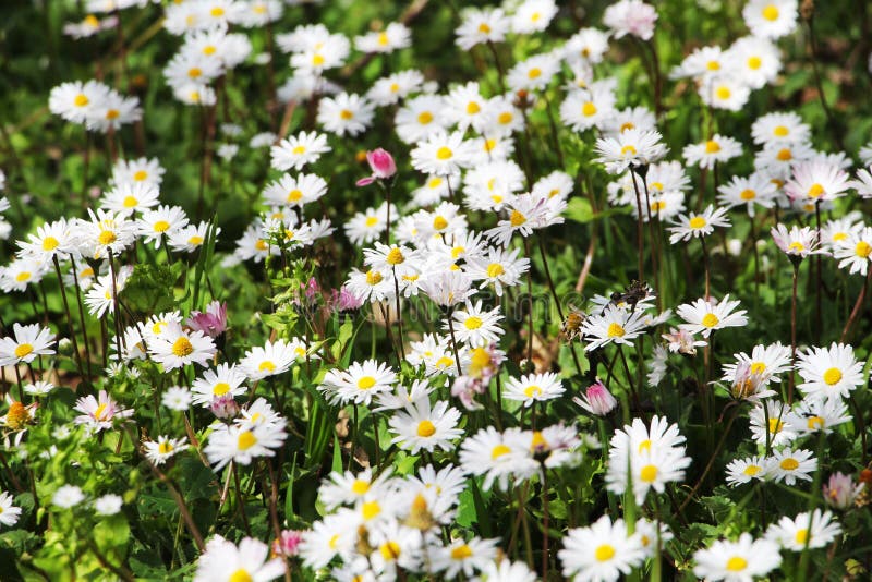 Field of Daisies in Bloom, Detail Stock Photo Image of fashoned, clean 55472930