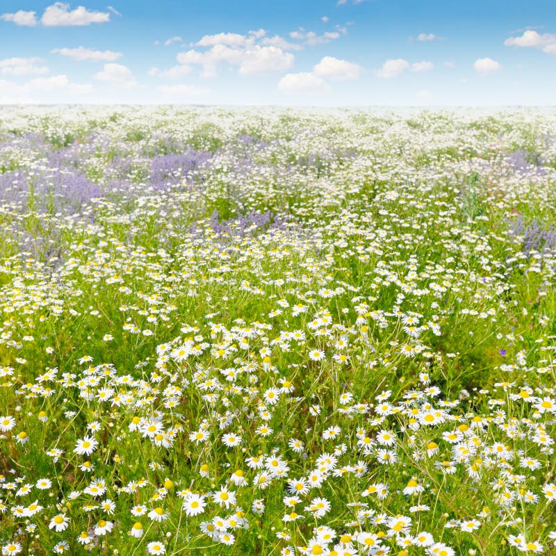 Field with Daisies and Sun on Sky, Focus on Foreground Stock Image