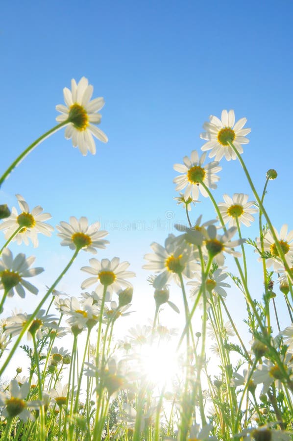 Field of daisies from low perspective