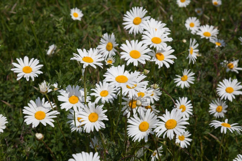 Field with daisies stock image. Image of daisy, lush 76461919