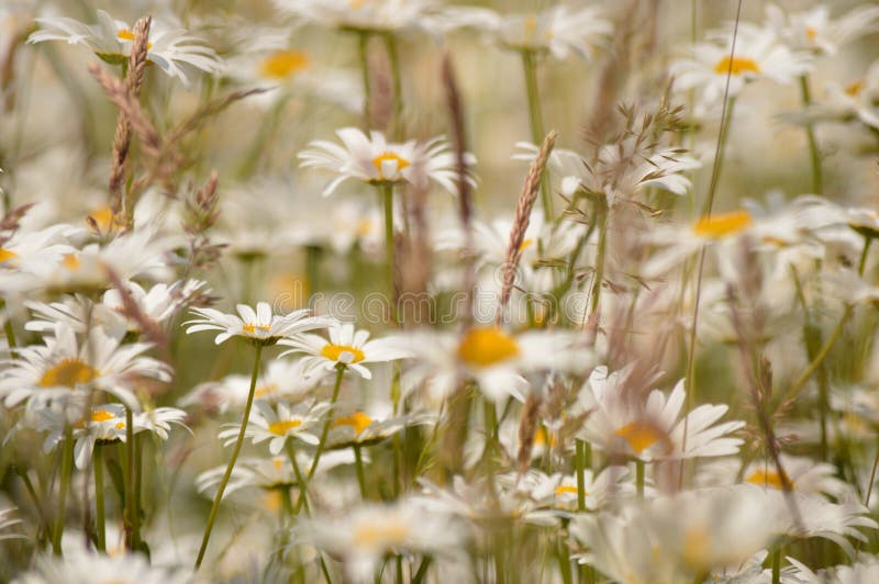 Field of daisies stock image. Image of meadow, openin 266440515