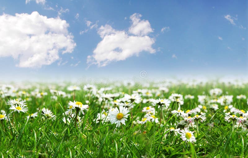 Field of daisies with sun on the sky.