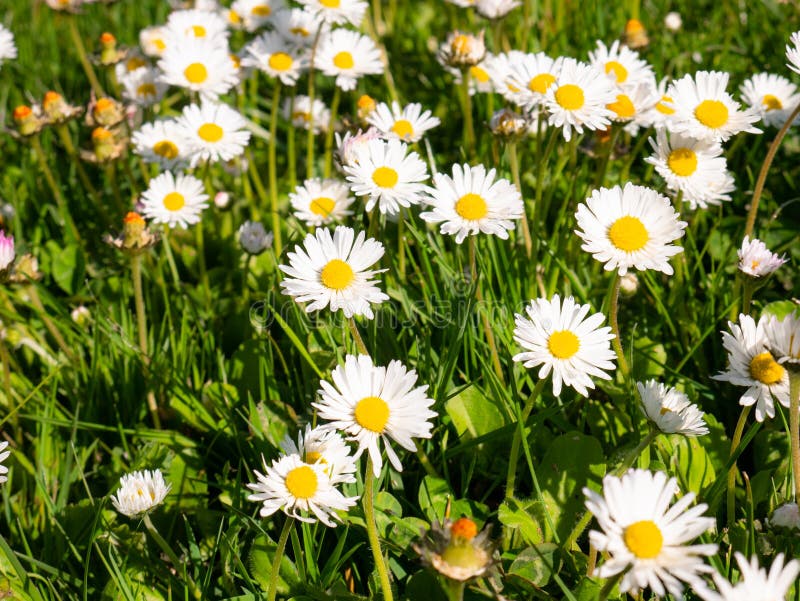 The Field Of Daisies On A Sunny Day In Spring Stock Photo - Image of ...