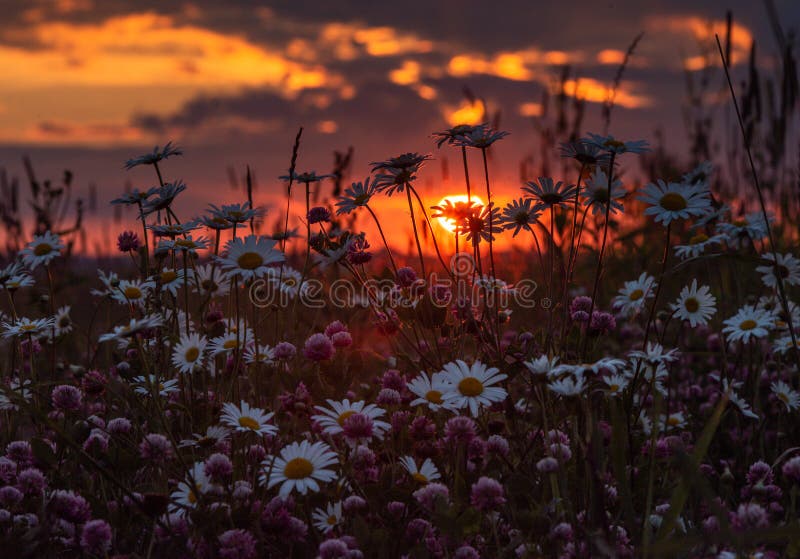 Field Daisies On A Sunset Background Stock Photo Image Of Natural