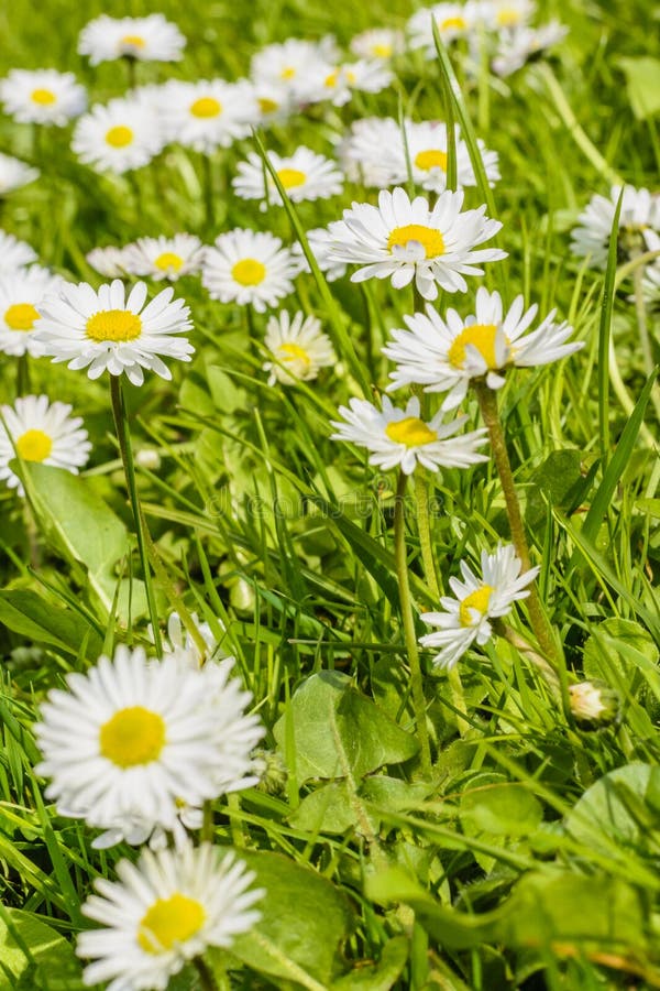 Field of Daisy Blossoms in a Green Meadow Stock Photo - Image of color ...