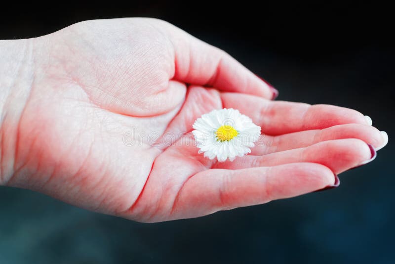 Field Daisy Flower in Girl Hand Stock Photo Image of field
