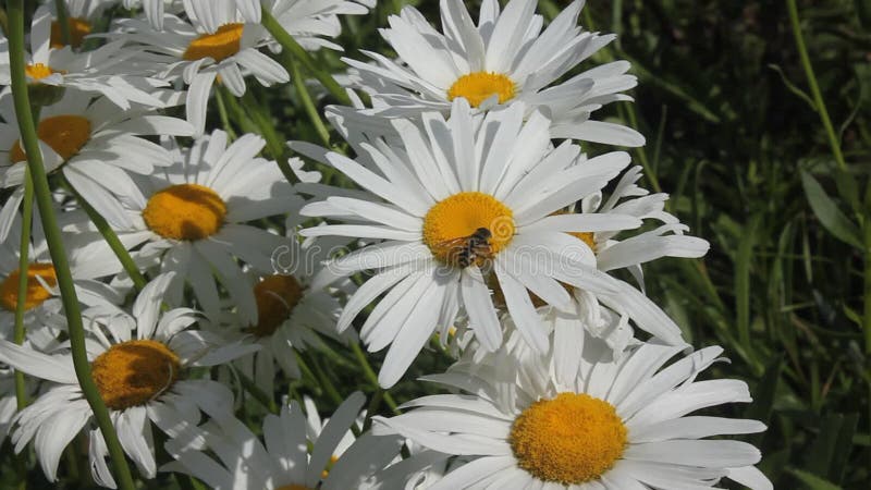 Field daisy flowers