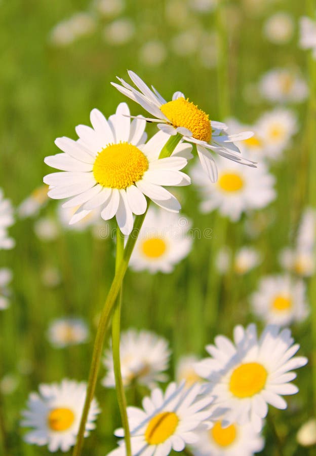 Daisies field stock image. Image of camomiles, blossoming 138564249