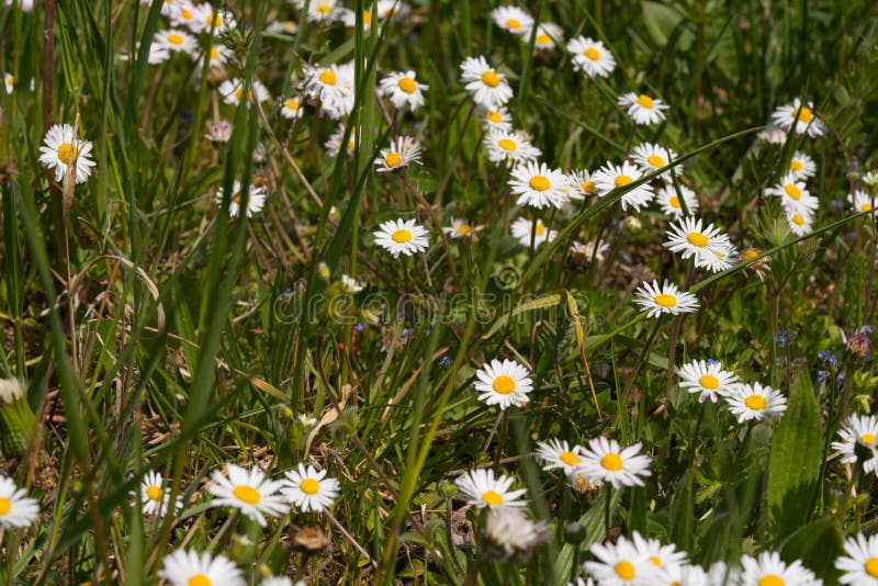 A Field of Daisy Flowers in Spring Stock Image Image of gardening