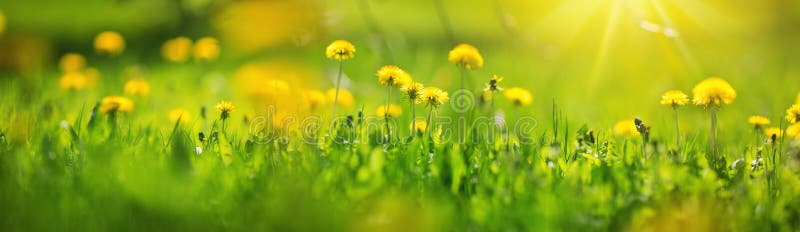 Field with dandelions. Closeup of yellow spring flowers