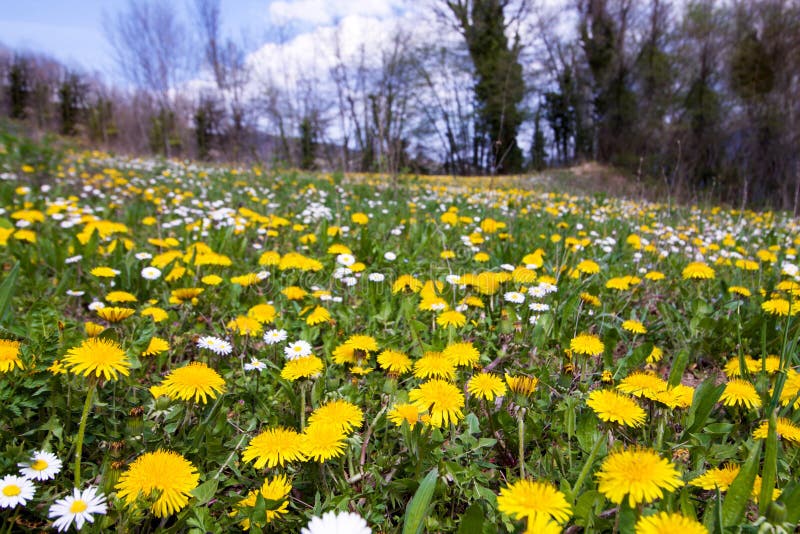 Dandelions with daisies stock photo. Image of flower 34264042