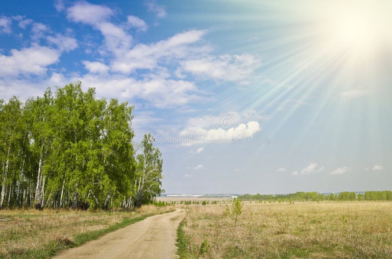 Field Dirt Road Among The Fields And Birch Forests In The Rays Of The