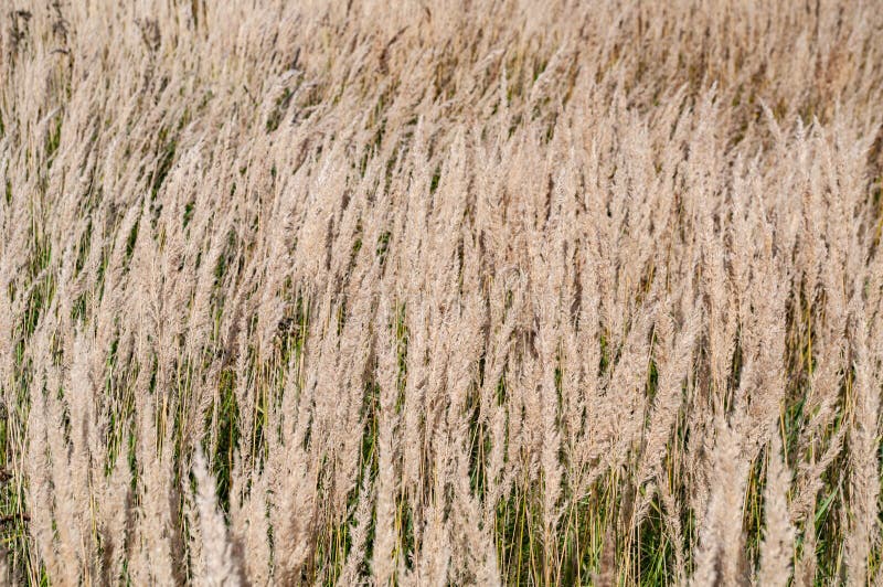 Field With Dried Grass Stock Photo Image Of Desktop 131764836