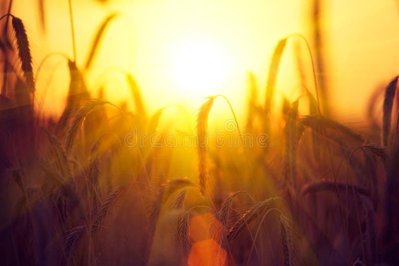 Field of dry golden wheat. Harvest