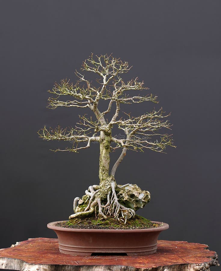 Field elm bonsai