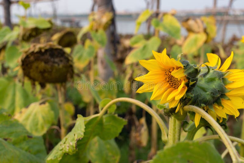 Field of fading sunflowers stock image. Image of blossom 121249507