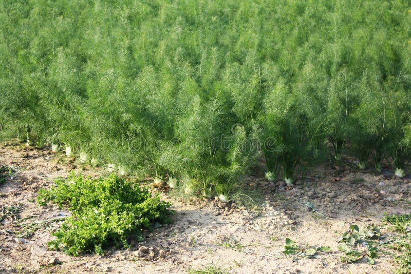 Fennel Field In Calabria, Italy Stock Image Image of italy, field
