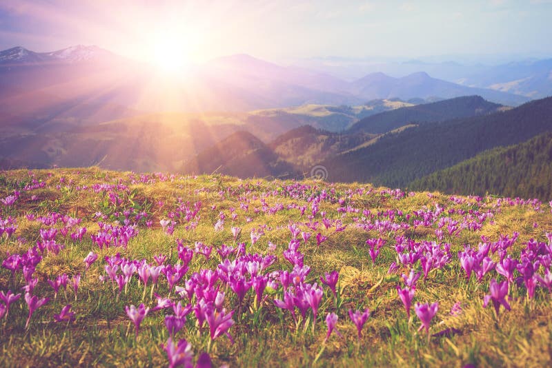 Field of first blooming spring flowers crocus as soon as snow descends on the background of mountains in sunlight.