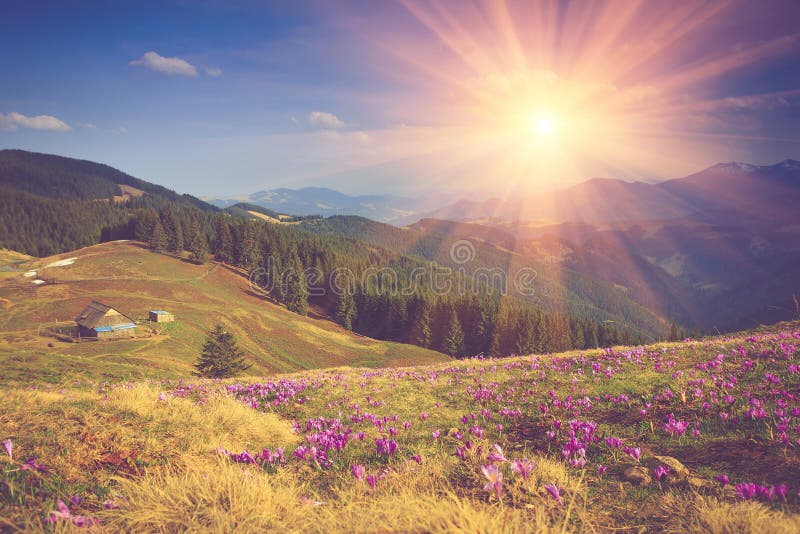 Field of first blooming spring flowers crocus as soon as snow descends on the background of mountains in sunlight.