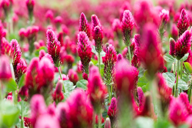 Field of flowering crimson clovers Trifolium incarnatum Rural landscape stock photography Field of flowering crimson clovers Trifolium incarnatum Rural landscape stock photography