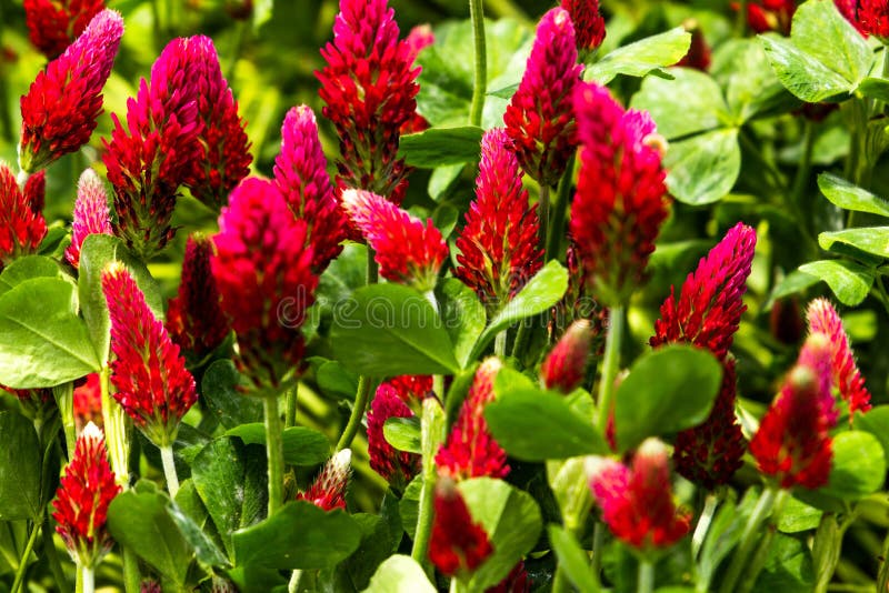 Field of flowering crimson clovers Trifolium incarnatum Rural landscape stock image Field of flowering crimson clovers Trifolium incarnatum Rural landscape stock image
