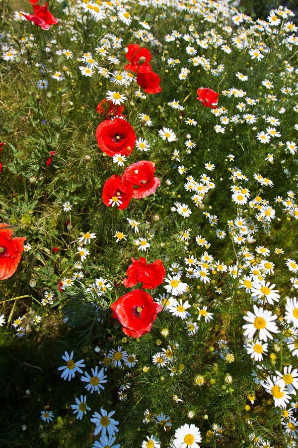 Field flowers