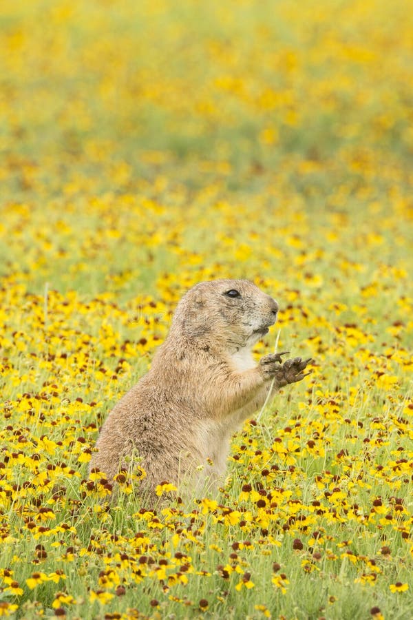 Field of flowers