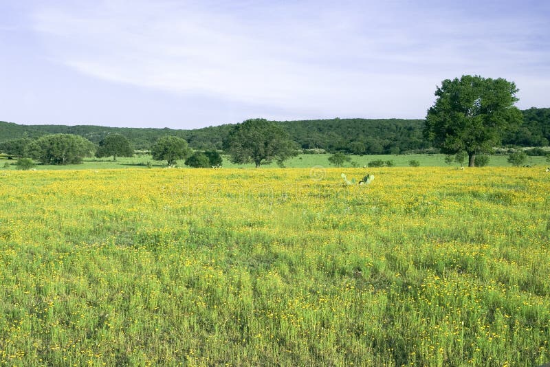 Campo di fiori dal paese di collina, girato nei pressi di Buchanan Dam, in Texas, in primavera.