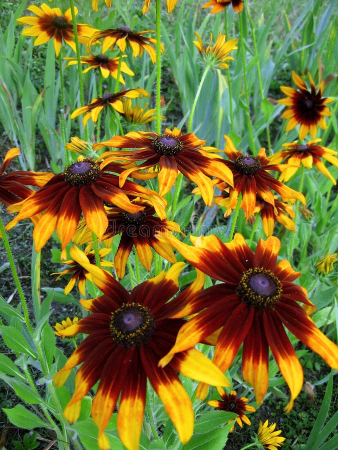 Field of Sunflowers stock image. Image of nature, summer 12982169