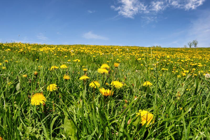 Field of Flowers with Blue Sky with Clouds Stock Image Image of land