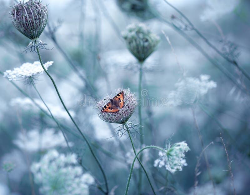 Field with Flowers and Butterfly Stock Image Image of summer, plant 45148147