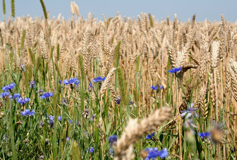 Field Flowers - Cornflowers Stock Photo - Image of banner, parks: 97999148