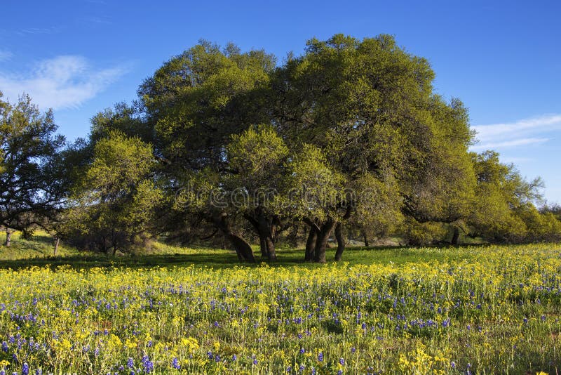 Field of Flowers in Front of Shapely Trees in the Hill Country of Texas