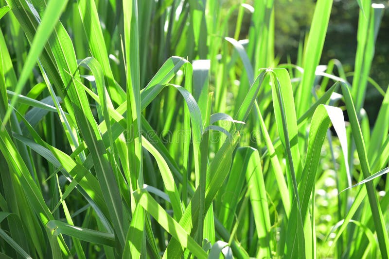 field of flowers, field green background. Green field and bright on blue sky background royalty free stock photography field of flowers, field green background. Green field and bright on blue sky background royalty free stock photography