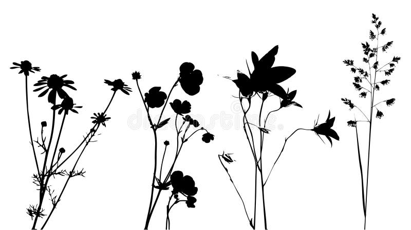 Cuatro flores, hierbas a plantas, rastrear, en blanco y negro.