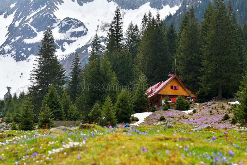 Field with flowers in mountain valley. Natural summer landscape, Colorful spring landscape in Carpathian mountains with fields of