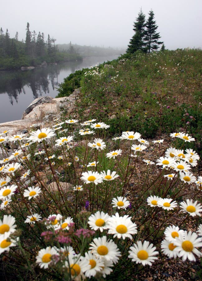 Field of Flowers,Nova Scotia Stock Image Image of landscape, scotia